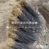 出售大红袍花椒苗、大红袍花椒苗价格多少、大红袍花椒苗基地