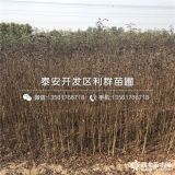 我想买大红袍花椒苗、哪里有大红袍花椒苗、大红袍花椒苗价格多少