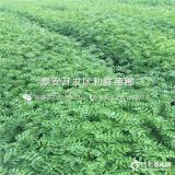 2019年大红袍花椒苗、大红袍花椒苗新品种、大红袍花椒苗价格多少