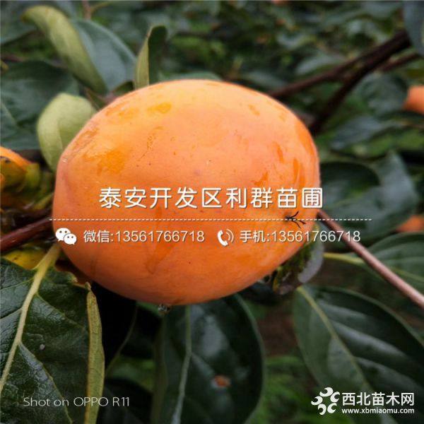 柿子树苗