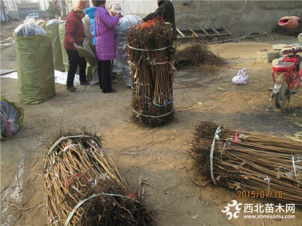 陽(yáng)豐甜柿子樹(shù)苗