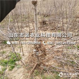 烟富10号苹果苗、烟富10号苹果苗价格多少