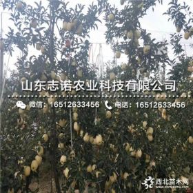 hff33苹果树苗、hff33苹果树苗价格、hff33苹果树苗批发