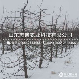 秦蜜苹果树苗、秦蜜苹果树苗多少钱一棵