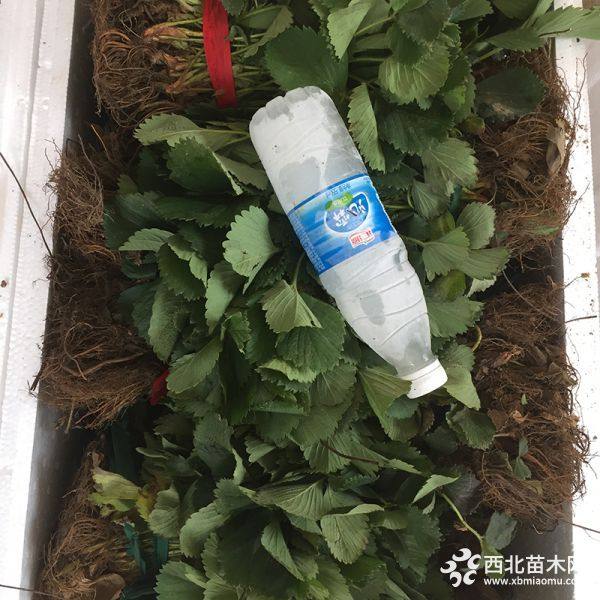 白雪公主草莓苗