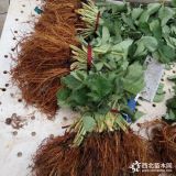 达赛草莓苗品种介绍 达赛草莓苗批发价格多少钱一棵