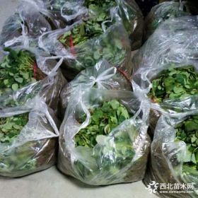 奶油草莓苗品种介绍 奶油草莓苗口感怎么样