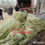 山东苹果苗基地价格,苹果树苗多少钱,哪里卖苹果树苗