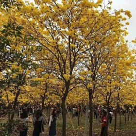 福建黃花風(fēng)鈴木成活高嗎 基地黃花風(fēng)鈴木全冠袋苗價格