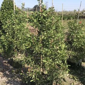 多花紅千層價格 種植基地批發(fā) 紅千層什么時候開花