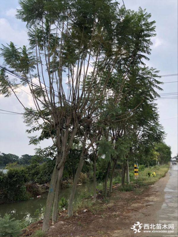 藍(lán)花楹全冠袋苗