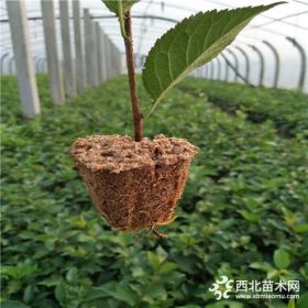 大量出售脱毒吉塞拉矮化樱桃砧木品种纯正嫁接成活率高