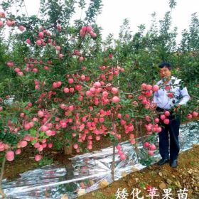 鲁南矮化苹果苗专业种植基地