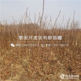 山楂树苗 山楂树苗基地