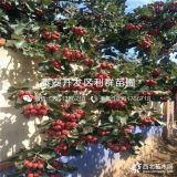 歪把紅山楂苗、歪把紅山楂苗新品種、歪把紅山楂苗價(jià)格