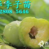 早熟李子苗品种，1-3公分早熟李子树苗价格多少