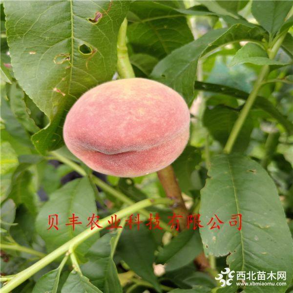 暢銷(xiāo)好品種桃樹(shù)苗