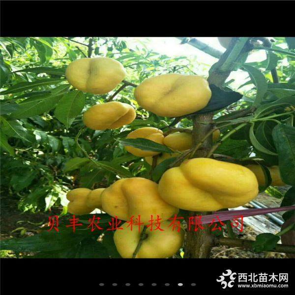 暢銷好品種桃樹(shù)苗