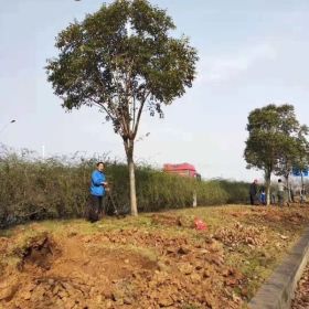 25公分大叶女贞 基地女贞价格表