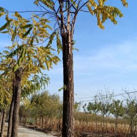 10公分香花槐_10公分嫁接香花槐_10公分香花槐價格—保定聚緣苗木