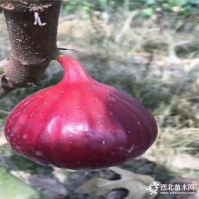 无花果苗品种 波姬红无花果苗价格 山东无花果苗种植基地