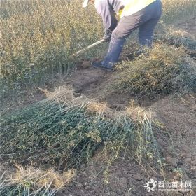 绿篱围栏枳壳苗供应 山东枳壳苗种植基地 直销脱毒枳壳苗