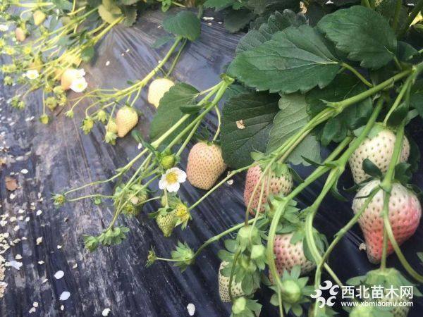 白雪公主草莓苗