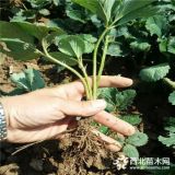 白草莓苗培育基地 白草莓苗报价多少钱一棵