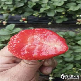 甜宝草莓苗一亩地种植多少棵 甜宝草莓苗亩产多少斤