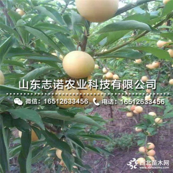 红喜梅李子树苗