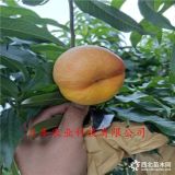 桃樹苗哪里有賣的 金秋紅蜜桃樹苗價(jià)格 批發(fā)桃樹苗