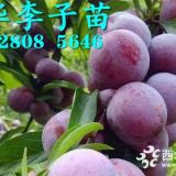 1-3公分晚熟脆红李苗报价，2019脆红李树苗价格行情。