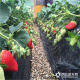 2019年新品種草莓苗 草莓苗多少錢 草莓苗培育基地