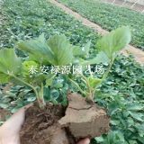 红玫瑰草莓苗出售基地