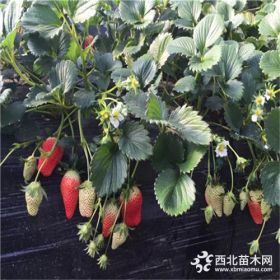 2019年天仙醉草莓苗报价，天仙醉草莓苗适合露地栽