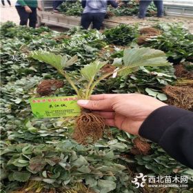 草莓苗价格 脱毒红颜草莓苗报价多少钱一棵