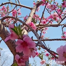 黃桃樹苗供應 桃樹苗出售 萬恒豐桃樹苗批發(fā)基地