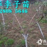 批发2年蜂糖李树苗种苗基地，培育二年蜂糖李苗小苗价格多少钱一株