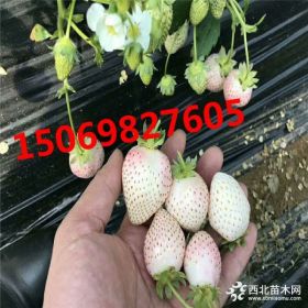 草莓苗基地供应白草莓苗 淡雪草莓苗 根系发达成活率高四叶一心