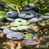 批發(fā)珠寶藍莓苗,適應(yīng)冷棚藍莓苗,藍莓缽苗