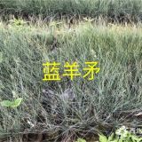 藍羊茅什么價格可以買到？藍羊茅基地