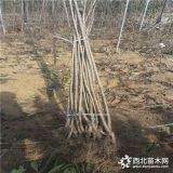 黄蜜樱桃树苗 基地黄蜜樱桃树苗批发价格