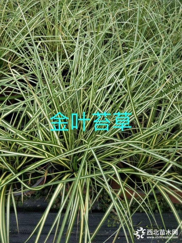 金叶苔草