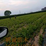 蜜光葡萄苗 什么时候种植葡萄苗合适