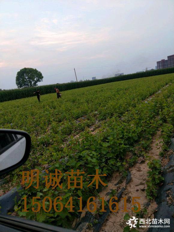 葡萄苗什么时候种植好