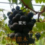 夏黑葡萄苗木葡萄苗品種大全種植技術(shù)