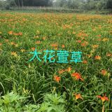 成都郫縣大花萱草 基地大花萱草多少錢(qián)一棵