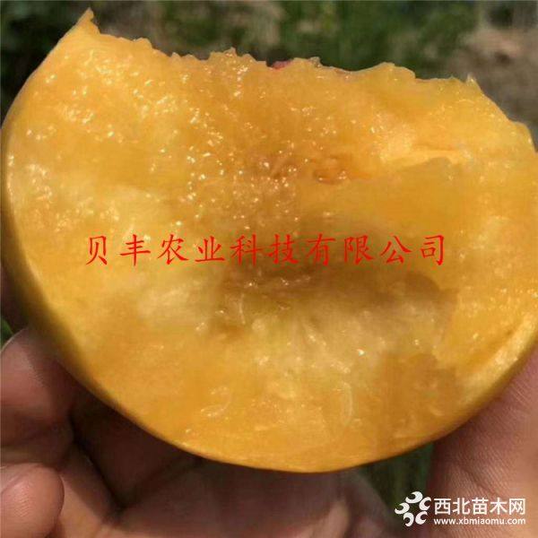 好品種桃樹苗