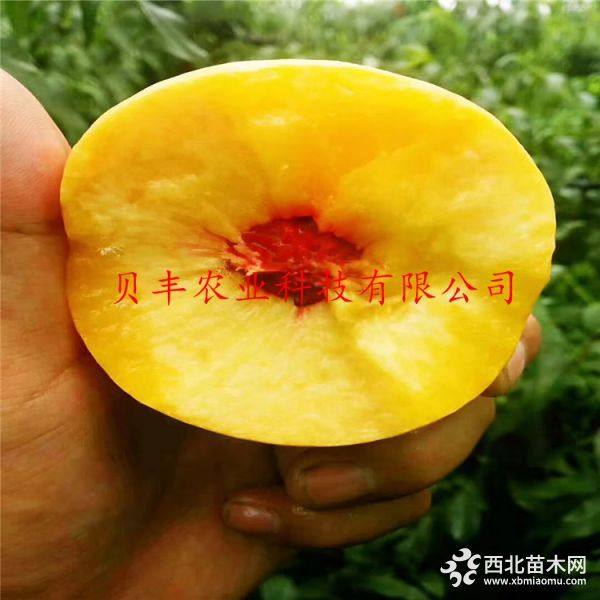 好品種桃樹苗