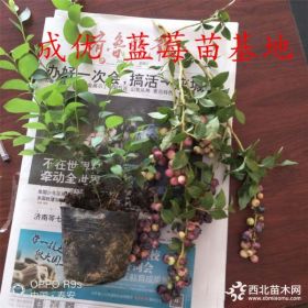 怎么买农业种植果树苗 哪里卖蓝莓苗 珠宝蓝莓苗批发